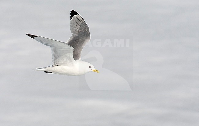 Adult Black-legged Kittiwake (Rissa tridactyla) on Svalbard in arctic Norway. In flight above drift ice. stock-image by Agami/Marc Guyt,