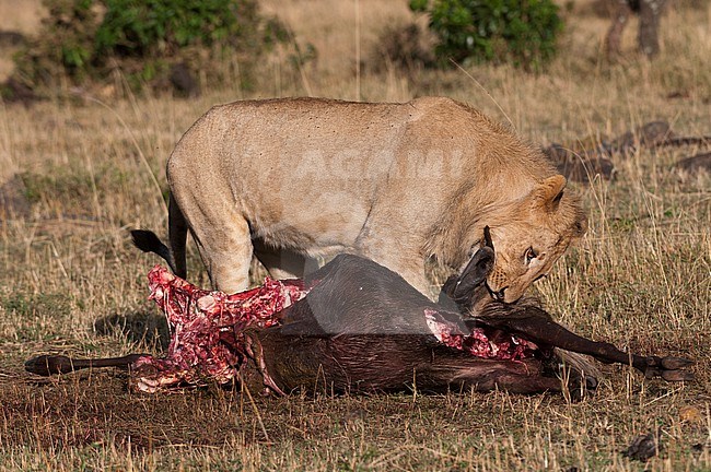 A male lion, Panthera leo, feeding on a wildebeest kill. Masai Mara National Reserve, Kenya. stock-image by Agami/Sergio Pitamitz,