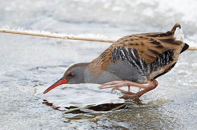 Waterral foeragerend in bevroren sloot; Water Rail foraging on frozen ditch stock-image by Agami/Markus Varesvuo,