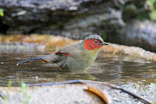 An adult Scarlet-faced Liocichla (Liocichla ripponi) of the subspecies wellsi is going to take a bath in a small water pond stock-image by Agami/Mathias Putze,