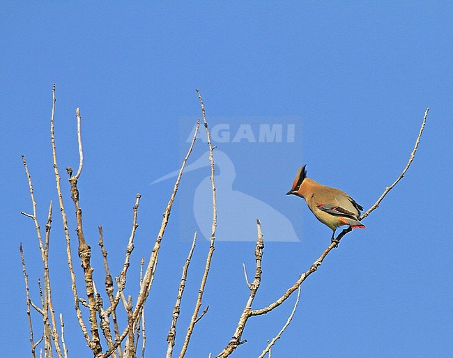 Japanese Waxwing (Bombycilla japonica) perched in a tree in China against a blue sky as background. stock-image by Agami/Pete Morris,