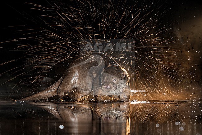 Europese Otter vissend in de nacht; Nightly fishing Otter (Lutra lutra) stock-image by Agami/Bence Mate,