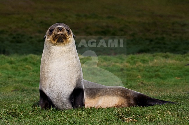 Antarctische Pelsrob, Antarctic Fur Seal, Arctocephalus gazella stock-image by Agami/Marc Guyt,