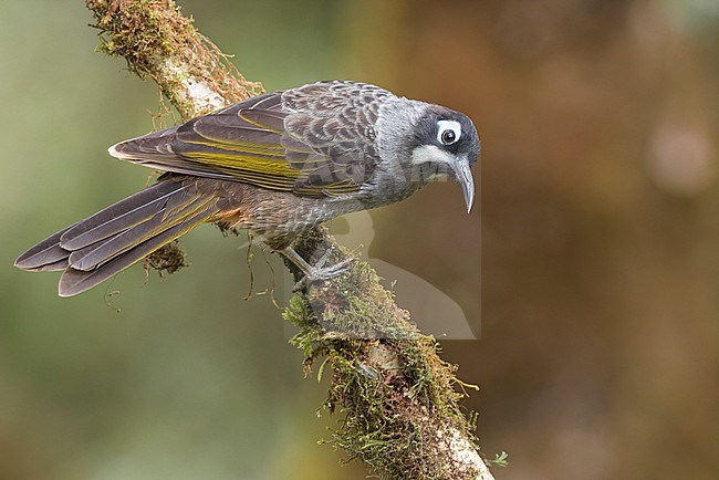 Belford's Melidectes (Melidectes belfordi) perched on a branch in Papua New Guinea. stock-image by Agami/Glenn Bartley,