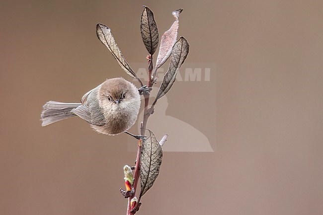 Bushtit (Psaltriparus minimus) perched on a branch in Victoria, BC, Canada. stock-image by Agami/Glenn Bartley,