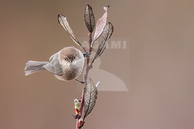 Bushtit (Psaltriparus minimus) perched on a branch in Victoria, BC, Canada. stock-image by Agami/Glenn Bartley,