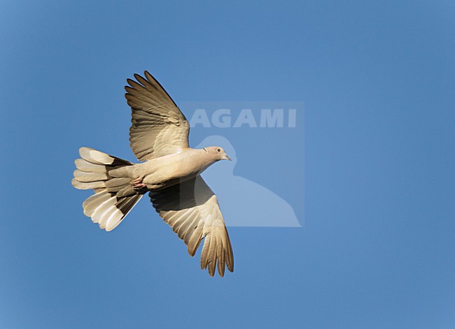 Vliegende Turkse Tortel in baltsvlucht. Flying Eurasian Collared Dove in coutship display flight. stock-image by Agami/Ran Schols,