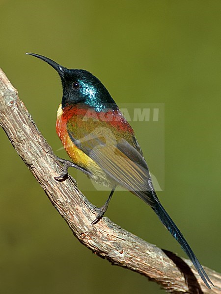 Mannetje Groenstaarthoningzuiger, Male Green-tailed Sunbird stock-image by Agami/Alex Vargas,