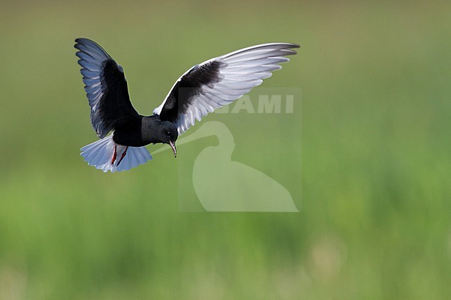 Witvleugelstern; White-winged Tern; Chlydonia leucopterus Poland, adult stock-image by Agami/Ralph Martin,