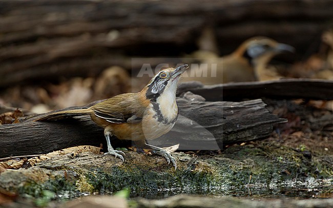 Greater Necklaced Laughingthrush (Pterorhinus pectoralis) at Kaeng Krachan National Park, Thailand stock-image by Agami/Helge Sorensen,