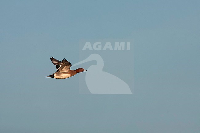 Eurasian Wigeon (Anas penelope) wintering in the Netherlands. Male in flight. stock-image by Agami/Marc Guyt,