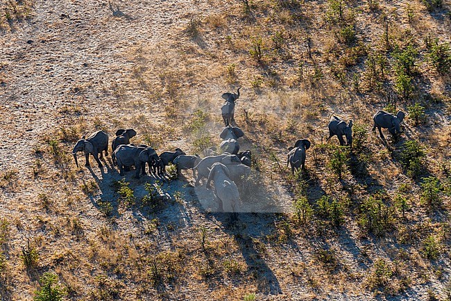Aerial view of a herd of African elephants, Loxodonda africana. Okavango Delta, Botswana. stock-image by Agami/Sergio Pitamitz,