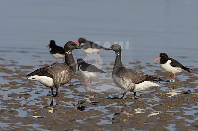 Rotganzen aan de kust; Dark-bellied Brent Geese on the shore stock-image by Agami/Arie Ouwerkerk,