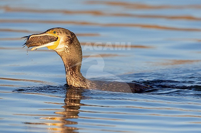 Great Cormorant (Phalacrocorax carbo sinensis), side view of a juvenile eating a dead fish, Campania, Italy stock-image by Agami/Saverio Gatto,