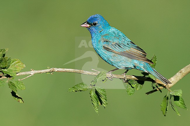 Mannetje Indigogors, Male Indigo Bunting stock-image by Agami/Brian E Small,