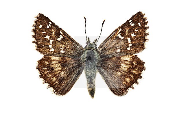 Oberthür's grizzled skipper; Pyrgus armoricanus stock-image by Agami/Wil Leurs,