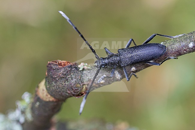 Cerambyx scopollii - Kleiner Eichenheldbock, Germany, imago stock-image by Agami/Ralph Martin,