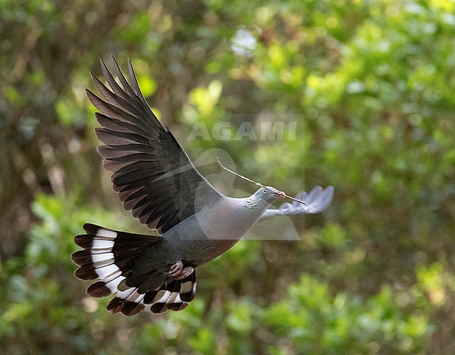 Endemic Trocaz Pigeon (Columba trocaz), also known as Madeira laurel pigeon or Long-toed pigeon, on Madeira. Flying with a stick for its nest. stock-image by Agami/Marc Guyt,