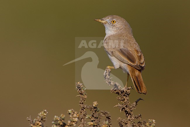 Woestijngrasmus in lage struikjes Asian Desert Warbler is low scrub stock-image by Agami/Daniele Occhiato,