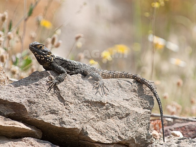 Hardoen op rots Griekenland, Stellion at rock Greece stock-image by Agami/Wil Leurs,