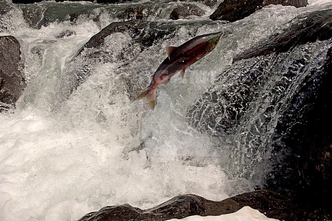 Rode Zalm op trek, Red Salmon on migration stock-image by Agami/Sergey Gorshkov,