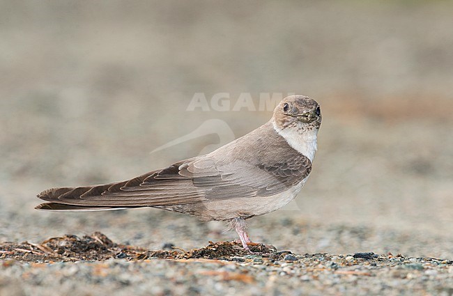 Eurasian Crag Martin (Ptyonoprogne rupestris) collecting nest material in Italy. stock-image by Agami/Alain Ghignone,