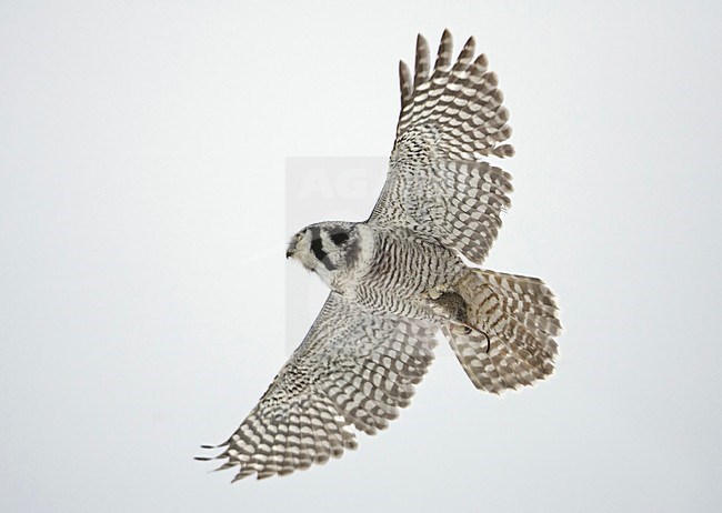 Northern Hawk Owl flying; Sperweruil vliegend stock-image by Agami/Markus Varesvuo,