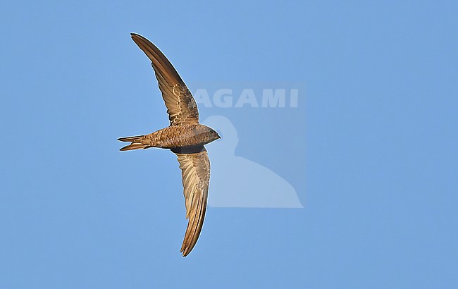  stock-image by Agami/Eduard Sangster,