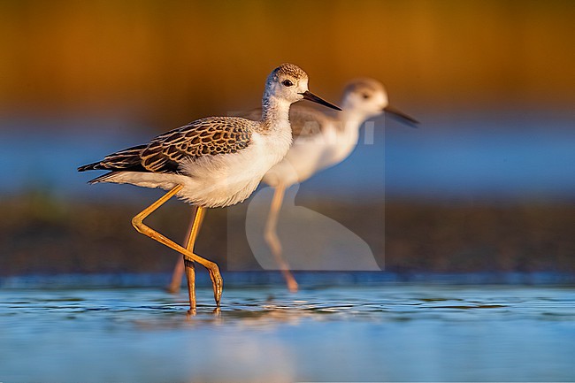 Juvenile Black-winged Stilt (Himantopus himantopus) in Italy. stock-image by Agami/Daniele Occhiato,