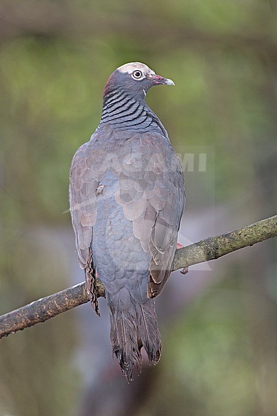 White-crowned Pigeon (Patagioenas leucocephala) at Flamingo Gardens, Florida. IUCN Status Near Threatened. stock-image by Agami/Tom Friedel,