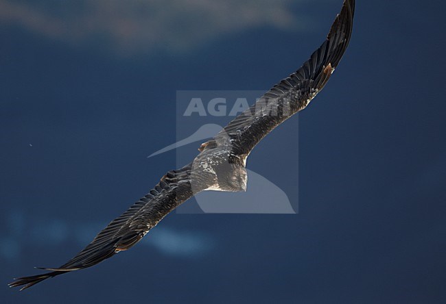 Onvolwassen Lammergier in vlucht; Immature Bearded Vulture in flight stock-image by Agami/Markus Varesvuo,