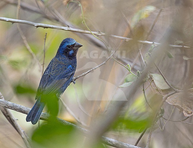Wintering nonbreeding male Blue Bunting, Cyanocompsa parellina,  in Western Mexico. stock-image by Agami/Pete Morris,