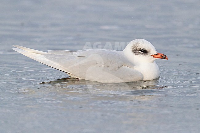 Mediterranean Gull (Ichthyaetus melanocephalus), side view of an adult in winter plumage swimming in a river, Campania, Italy stock-image by Agami/Saverio Gatto,