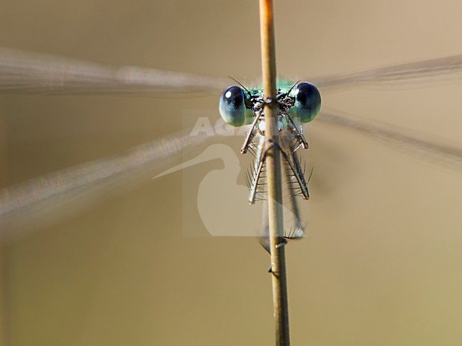 Tengere pantserjuffer close-up mannetje, Lestes virens close-up male stock-image by Agami/Wil Leurs,