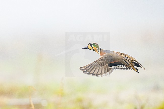  stock-image by Agami/Menno van Duijn,