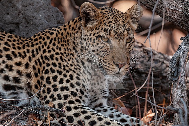 Close up portrait of a leopard, Panthera pardus, resting. Okavango Delta, Botswana. stock-image by Agami/Sergio Pitamitz,