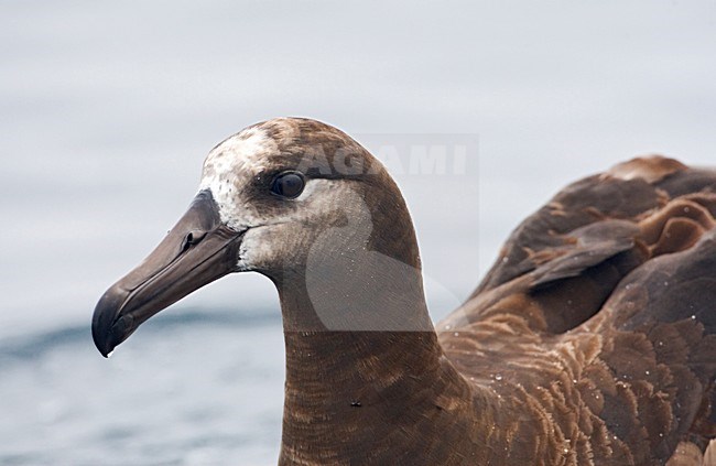 Zwartvoetalbatros close-up; Black-footed Albatross portrait stock-image by Agami/Marc Guyt,