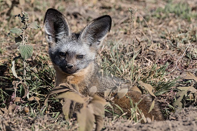 A bat-eared fox, Otocyon megalotis, outside of its den looking at the camera. Ndutu, Ngorongoro Conservation Area, Tanzania stock-image by Agami/Sergio Pitamitz,