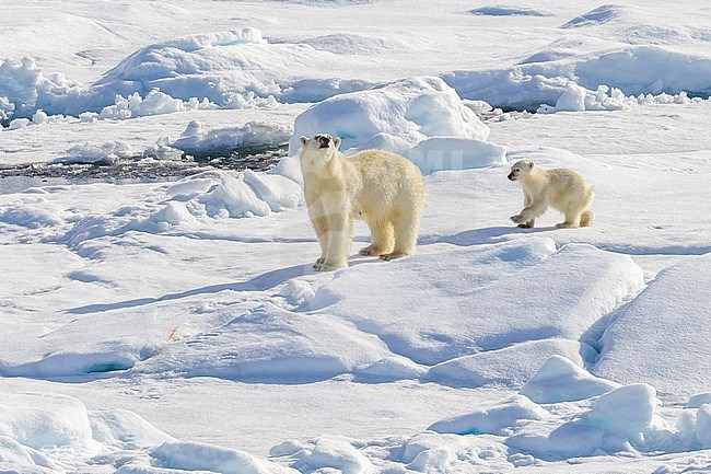 Mother and cub Polar Bear observed from the lower deck of the Polarstern - AWI Expedition in Haussgarden, Greenland sea. stock-image by Agami/Vincent Legrand,