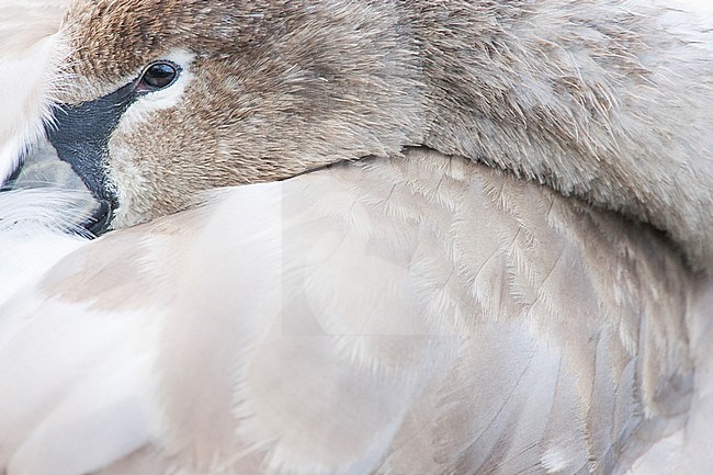 Close-up of sleeping Mute Swan stock-image by Agami/Menno van Duijn,