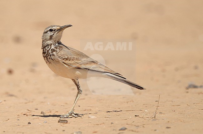  stock-image by Agami/Eduard Sangster,