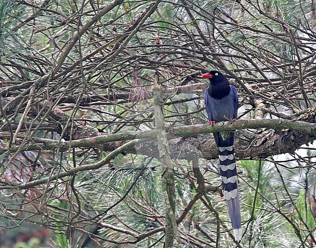 Taiwan Blue Magpie (Urocissa caerulea) perched in a tree on Taiwan.. Also called Formosan Blue Magpie. stock-image by Agami/Pete Morris,