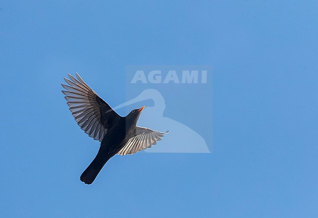 Common Blackbird, Turdus merula, in flight in Katwijk, Netherlands. stock-image by Agami/Marc Guyt,