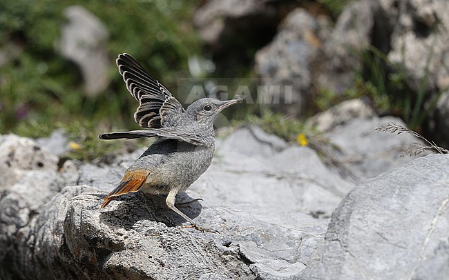 Juvenile Common Rock Thrush (Monticola saxatilis) perched on a rock at the Cantabrian Mountains, Spain stock-image by Agami/Helge Sorensen,