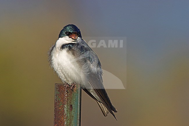 Tree Swallow (Tachycineta bicolor) in Toronto, Ontario, Canada. stock-image by Agami/Glenn Bartley,