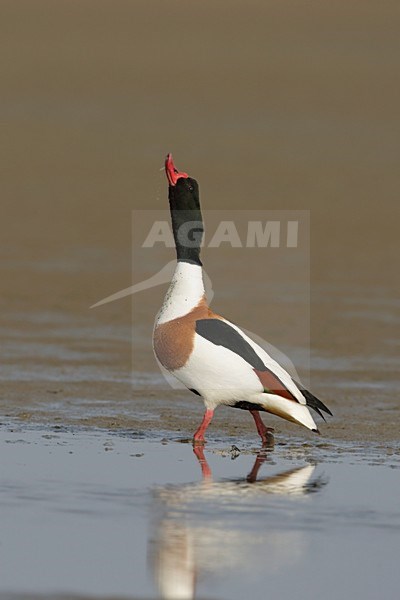 Bergeend imponerende man; Common Shelduck displaying male stock-image by Agami/Arie Ouwerkerk,