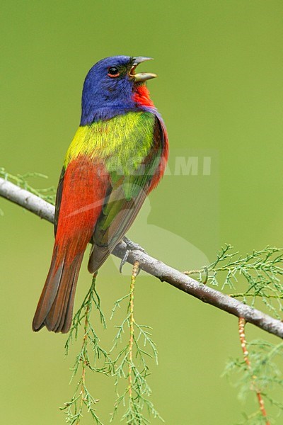 Purpergors, Painted Bunting, Passerina ciris
Adult male
Galveston Co., Texas
April 2006 stock-image by Agami/Brian E Small,