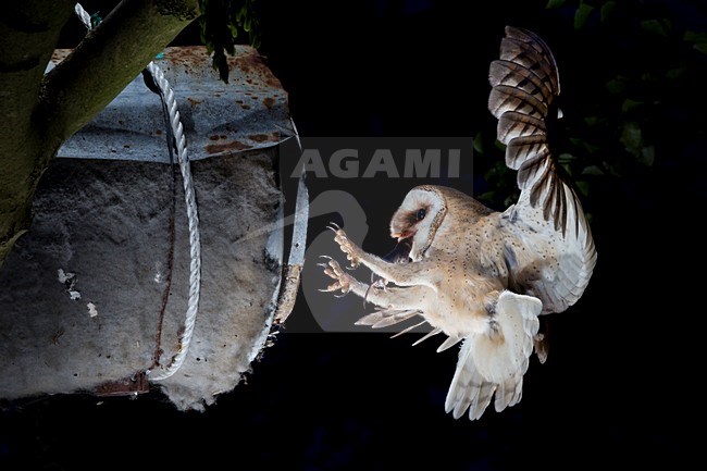 Kerkuil met prooi, Barn Owl with prey stock-image by Agami/Theo Douma,