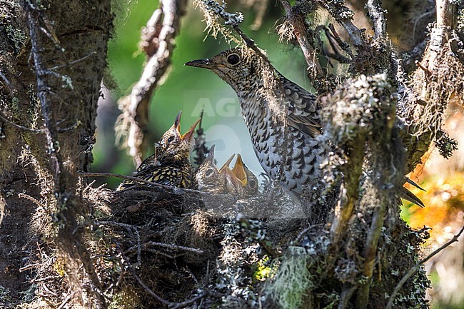Goudlijster op nest; White's Thrush on nest stock-image by Agami/Daniele Occhiato,