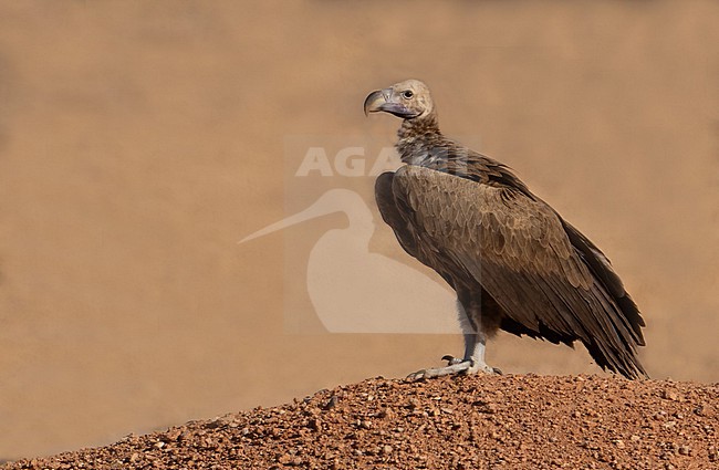 Lappet-faced Vulture (Torgos tracheliotos) - subadult in Oman stock-image by Agami/Eduard Sangster,